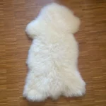 Dekorations und Boden Fell vom Walliser Schwarznase Merino Mix einzigartig