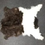 Dekorations Ziegenfell schwarz weiß besonders