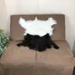 Dekorations Ziegenfell Walliser Schwarzhals besonders