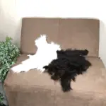 Dekorations Ziegenfell Walliser Schwarzhals besonders – Bild 2