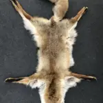 Rotfuchsfell mit Klauen und Schweif - natürlich schön