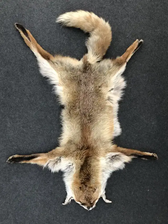 Rotfuchsfell mit Klauen und Schweif - natürlich schön – Bild 1