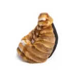 Sitzsack aus Rotfuchsfell