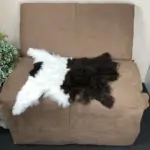 besonderes Schwarzhals Ziegenfell