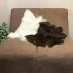 Einzigartiges Schwarzhals Ziegenfell