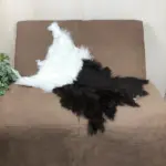 Geschmeidiges Schwarzhals Ziegenfell