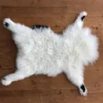 Kleines Lammfell vom Schwarznasenschaf