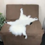 Kleines Lammfell vom Schwarznasenschaf