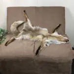 Rotfuchsfell