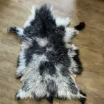 Valais Blacknose Sheep grey piebald