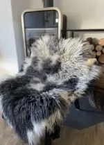 Valais Blacknose Sheep grey piebald