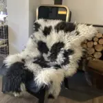 Walliser Schwarznasenschaf gescheckt