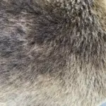Baby Lammfell naturbraun organisch – Bild 2